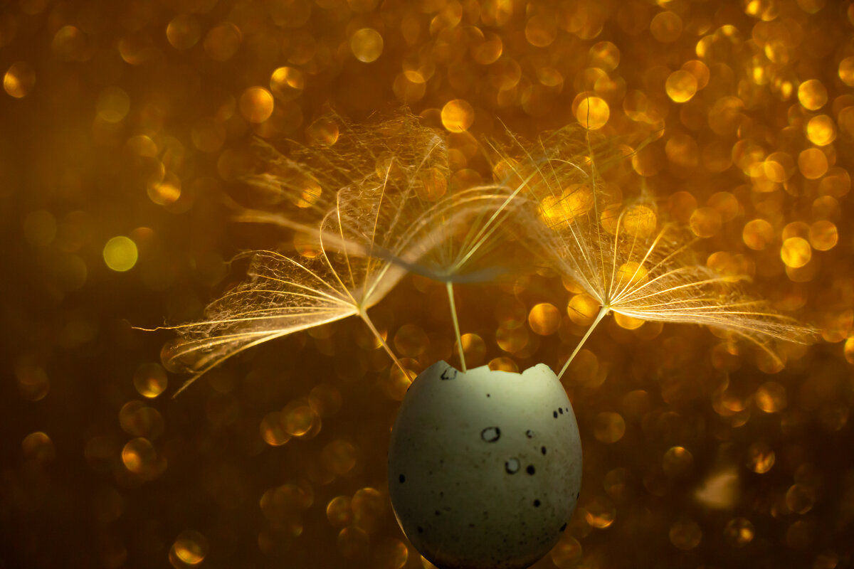 Dandelions seeds on blurred golden background in eggs shell - Natalia K.