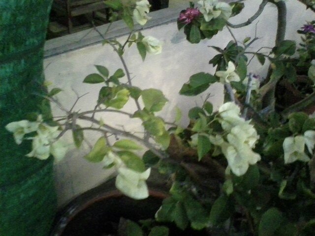 зеленоватые цветочки - миша горбачев