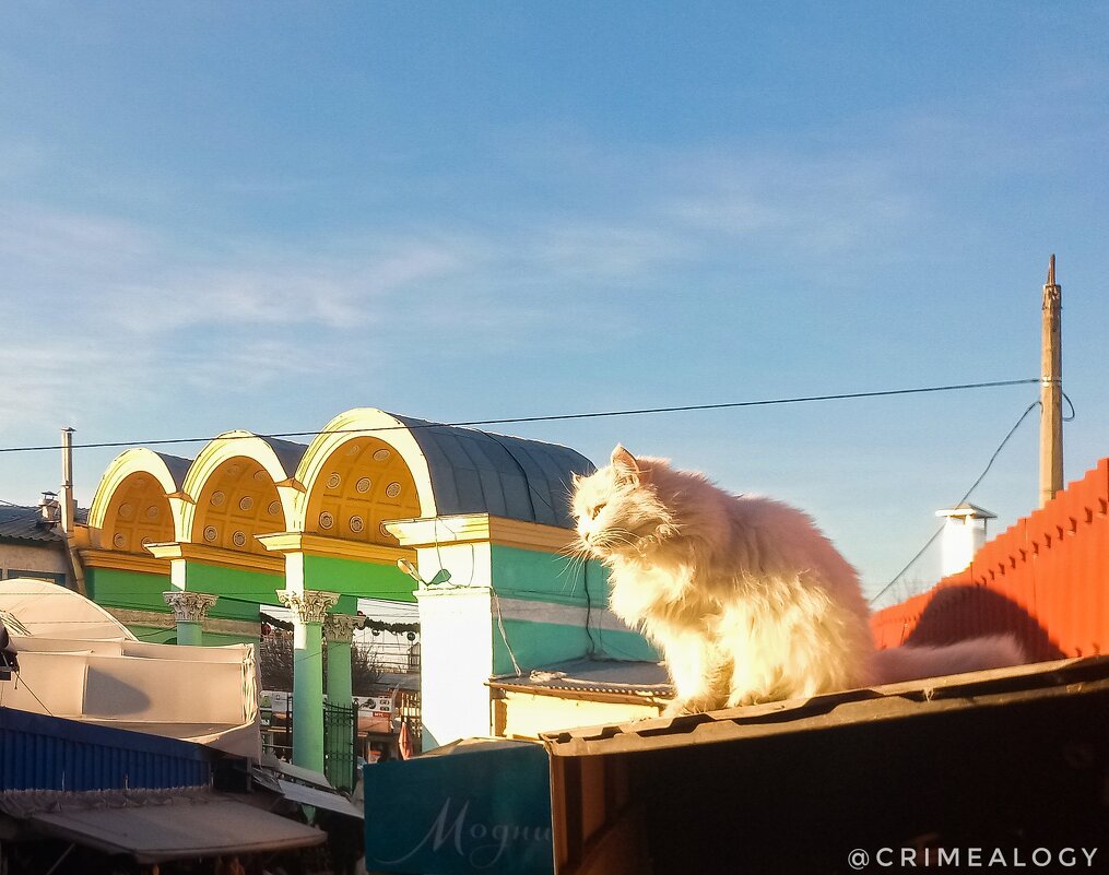 Солнце красит жёлтым цветом шерсть у белого кота... О погоде в Крыму... - Сергей Леонтьев