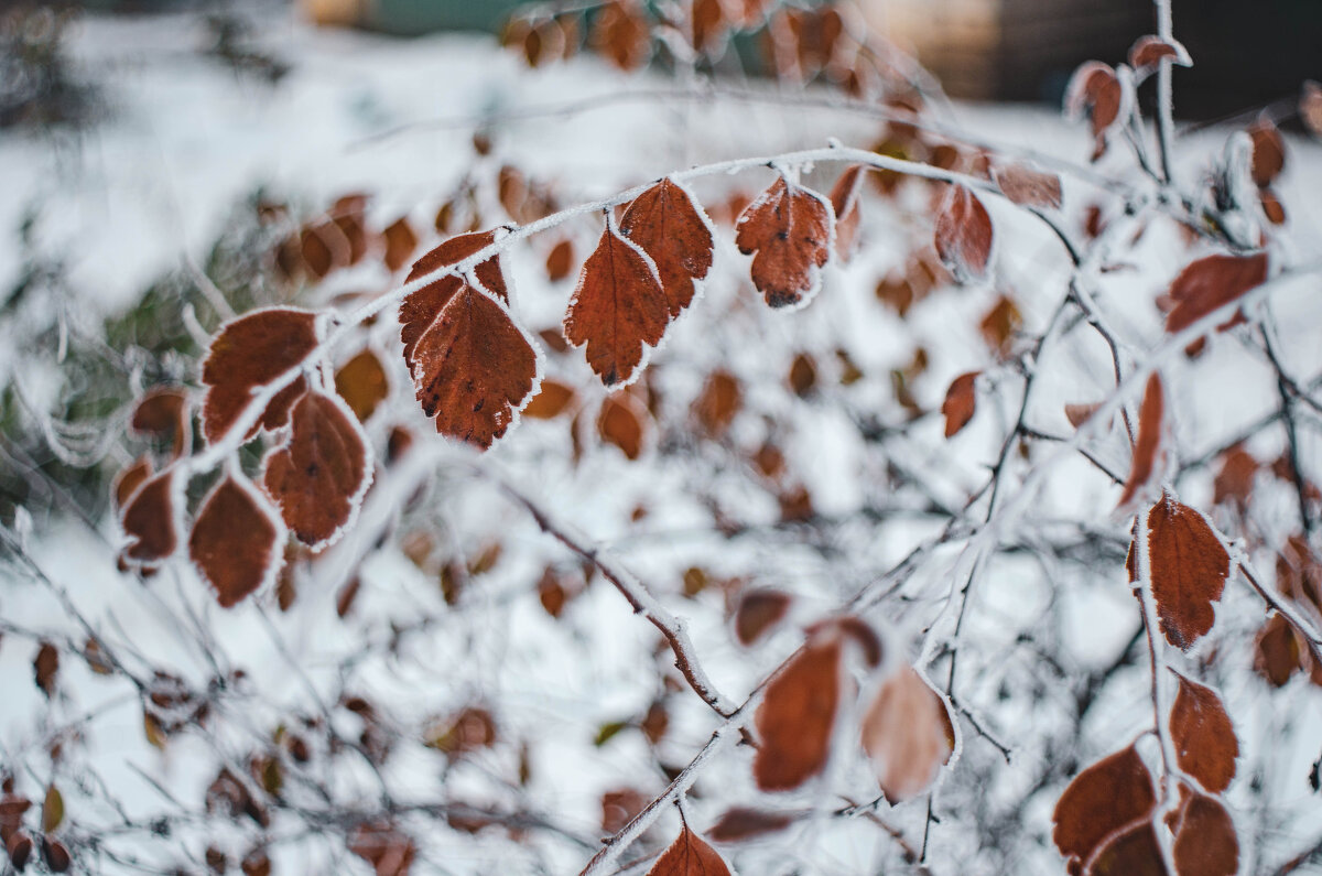 красота зимой - Александр Леонов