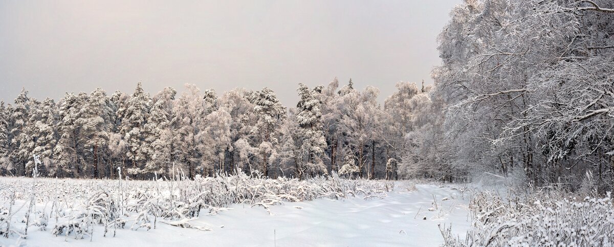 Зимний лес - Валерий Иванович