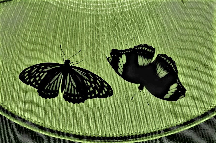 в музее живых бабочек - Елена Шаламова