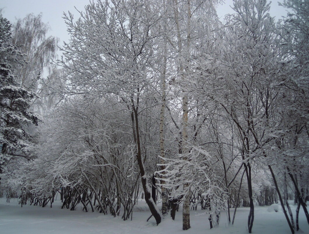 Очарование зимы... - Анна Суханова
