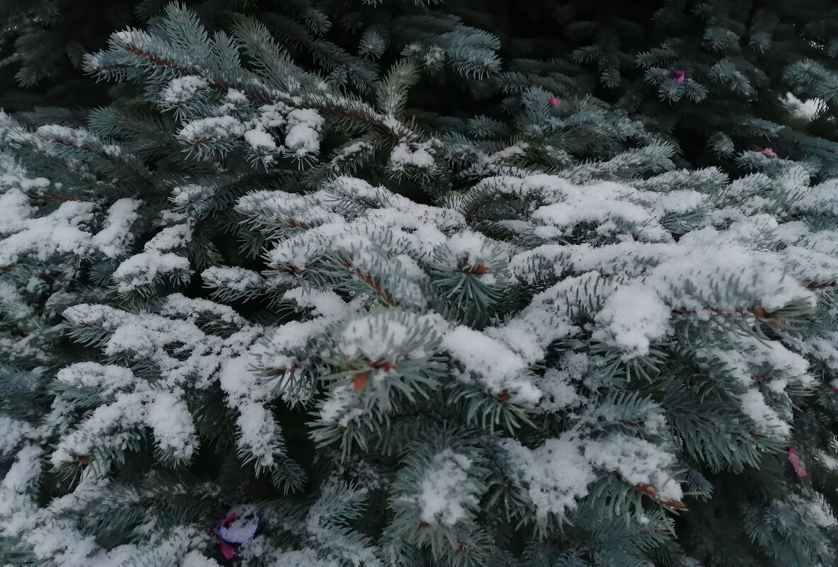 Снежный день 2021 - Митя Дмитрий Митя