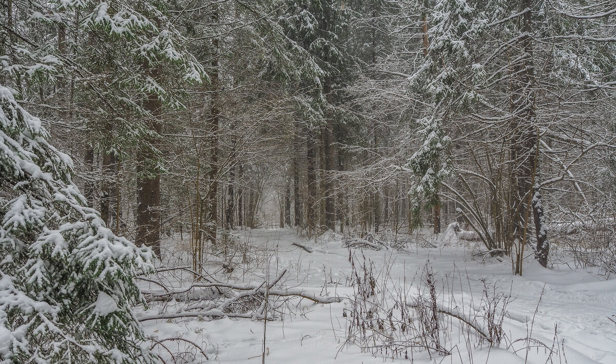 Прогулки в Зимнем Лесу - юрий поляков