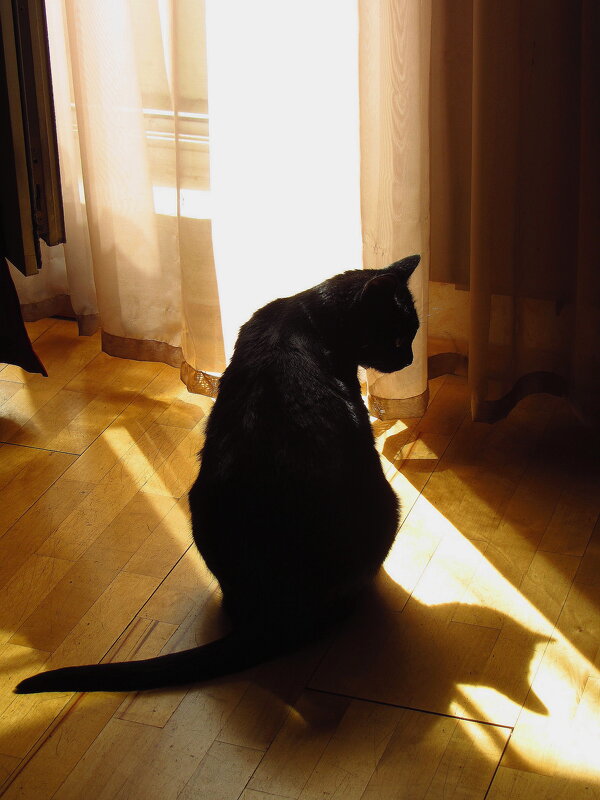 Моя черная кошка любила свет - Андрей Лукьянов