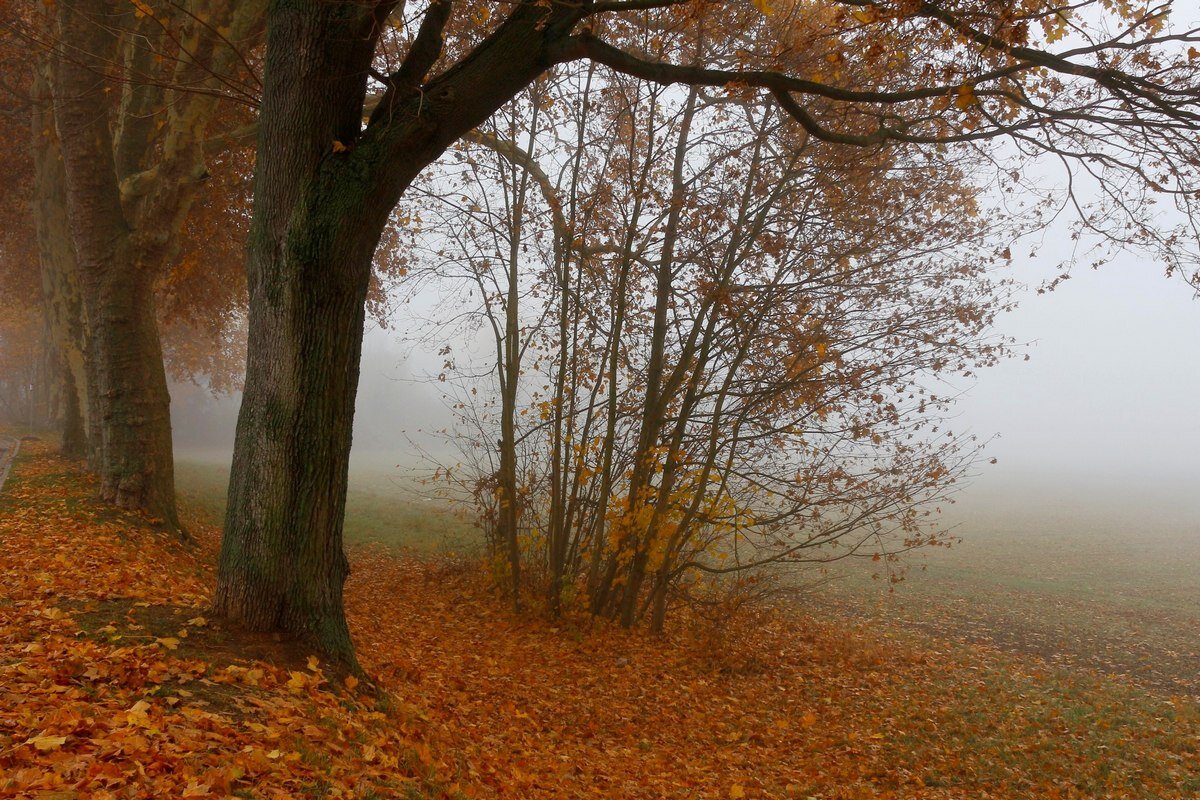 Осенний туман - Юрий. Шмаков
