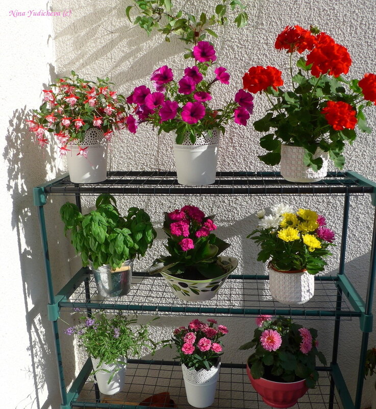 Цветы на моём балконе - Nina Yudicheva