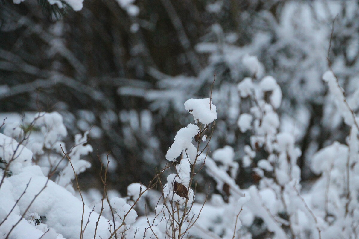 Ой, сердит мороз: ветки снегом занес ... - Tatiana Markova