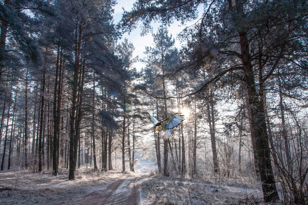 Утро в сосновом лесу - Анатолий Клепешнёв