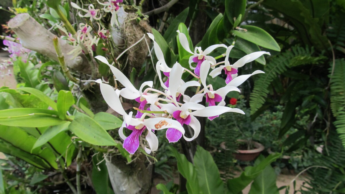 остров орхидей  Вьетнам  2020 - Елена Шаламова