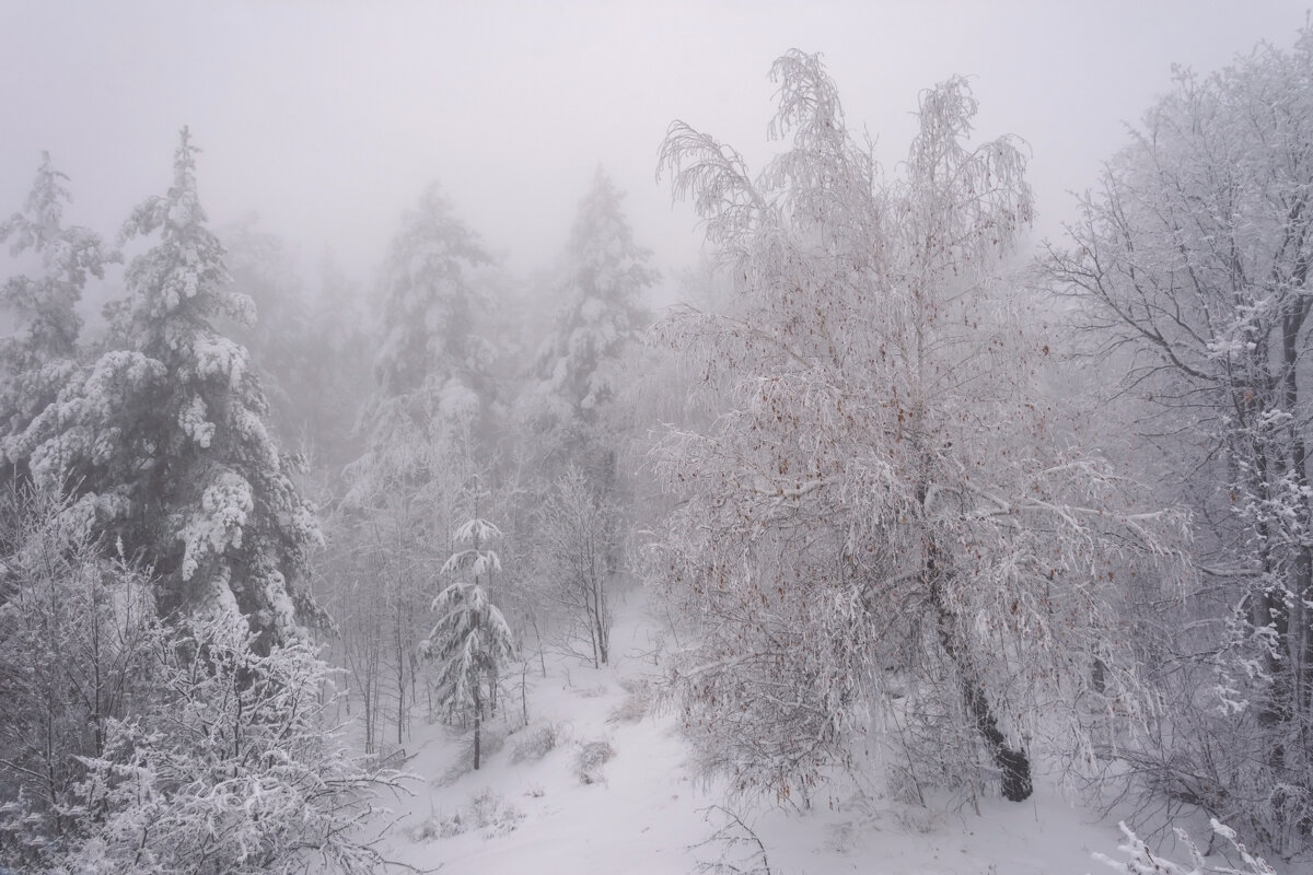 Туман в зимнем лесу - Наталья Димова