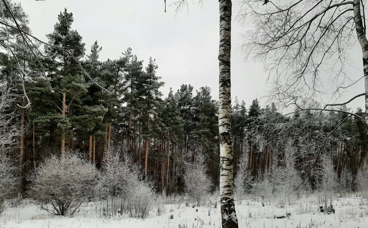 Морозный январь - Елена Павлова (Смолова)
