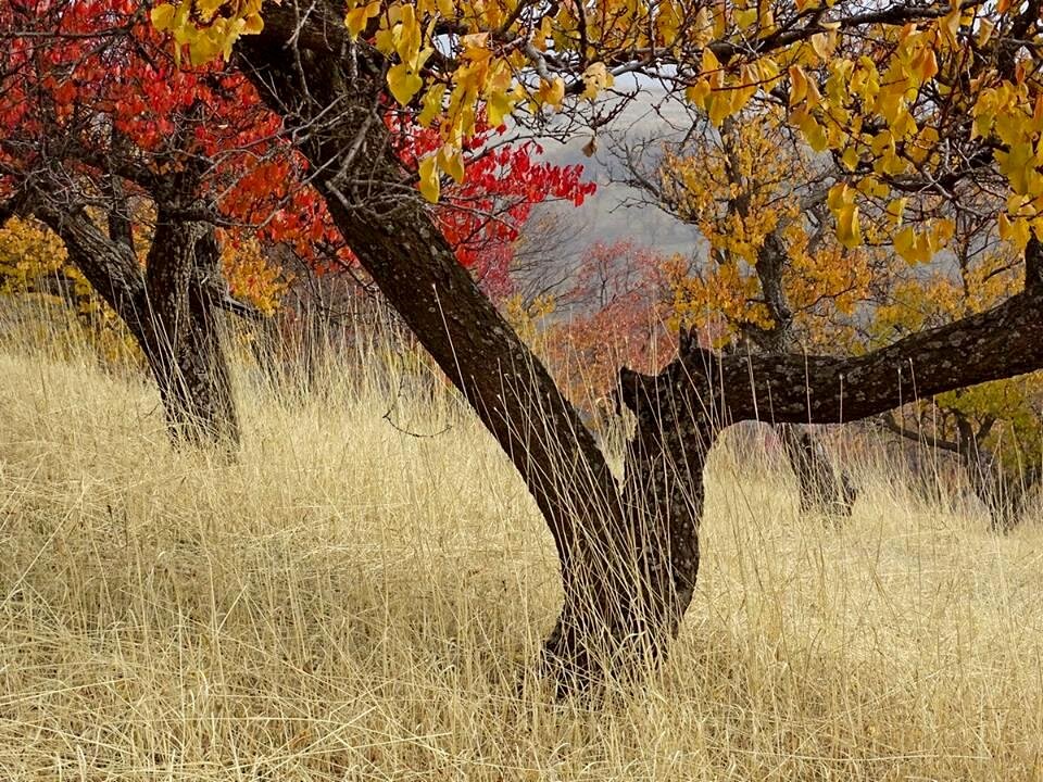 ГОРНЫЕ ПРОГУЛКИ. - Виктор Осипчук