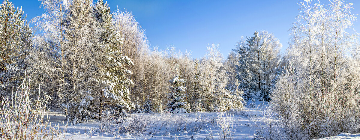Панорама зимнего леса - Елена Чудиновских