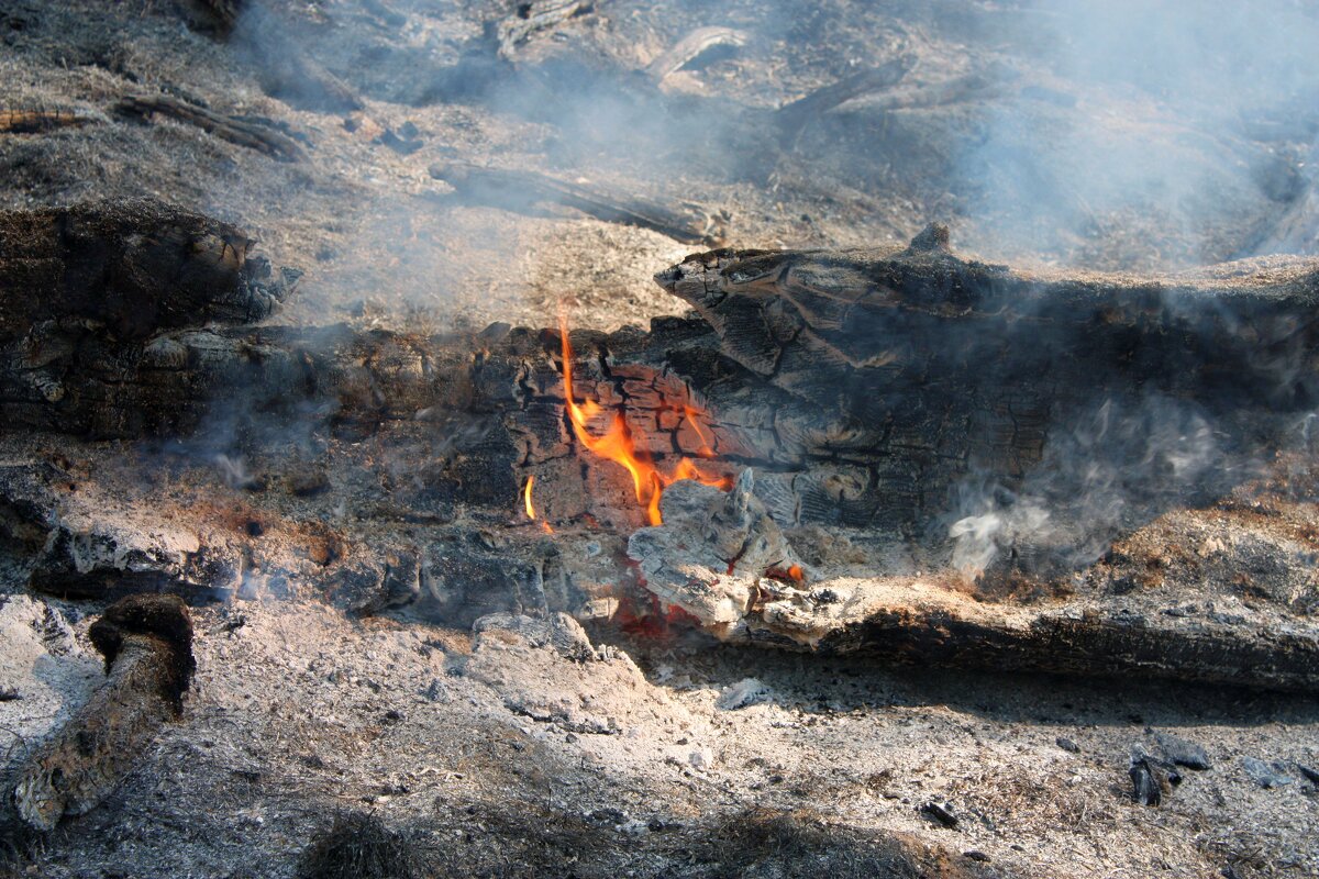 Пожар в лесу - Алексей Трухин