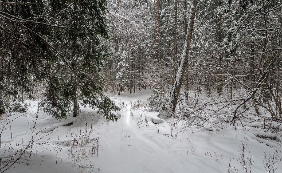 В Зимнем Лесу - юрий поляков