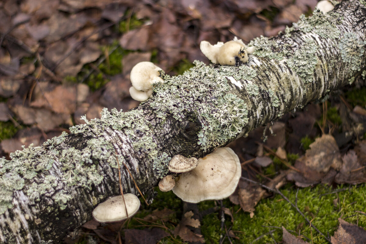 грибы зимой - оксана 