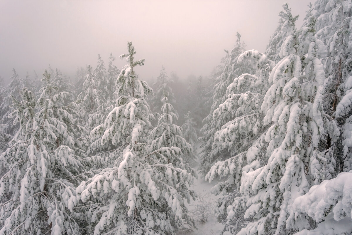 Зимний лес в объятьях тумана... - Наталья Димова