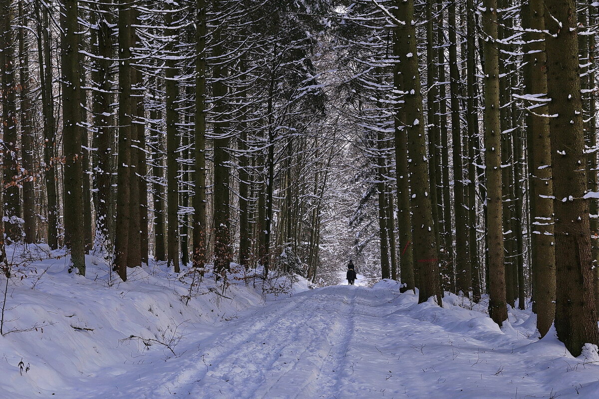 Всадница и зимний лес - Walter Dyck