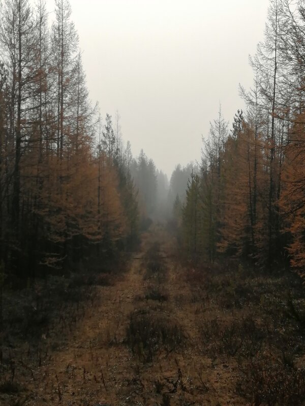 Осень в лесу - Илья Горбиков