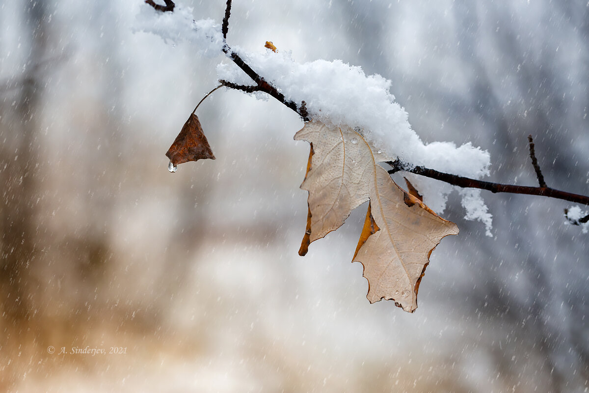 Осенний лист под снегом - Александр Синдерёв