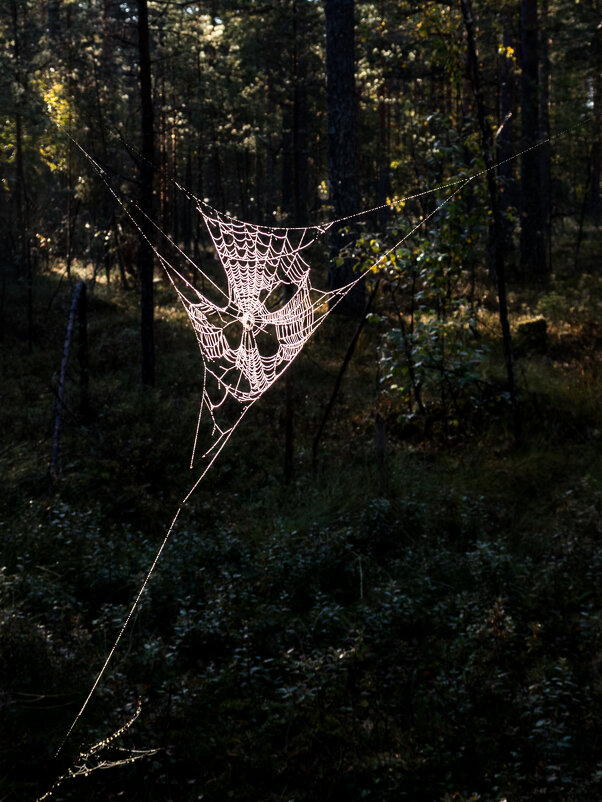 Одноразовая маска для входа в лес - Игорь Викторов