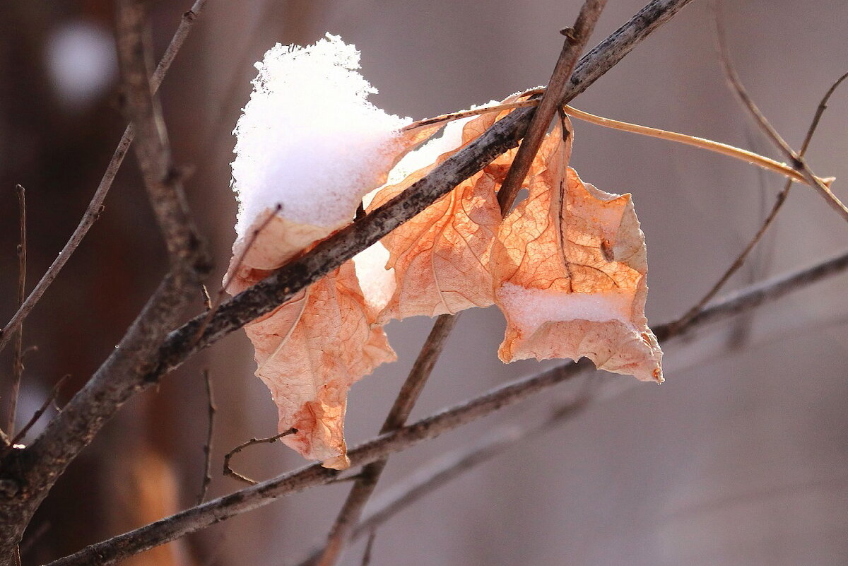 Осенние листочки под снегом - Canon 77 Ефимов А.