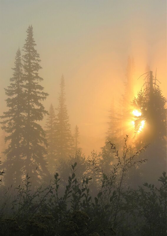 Солнышко восходит в тумане - Сергей Чиняев 
