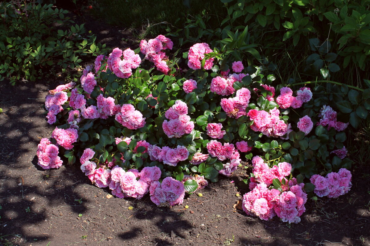 Роза почвопокровная - tamara kremleva