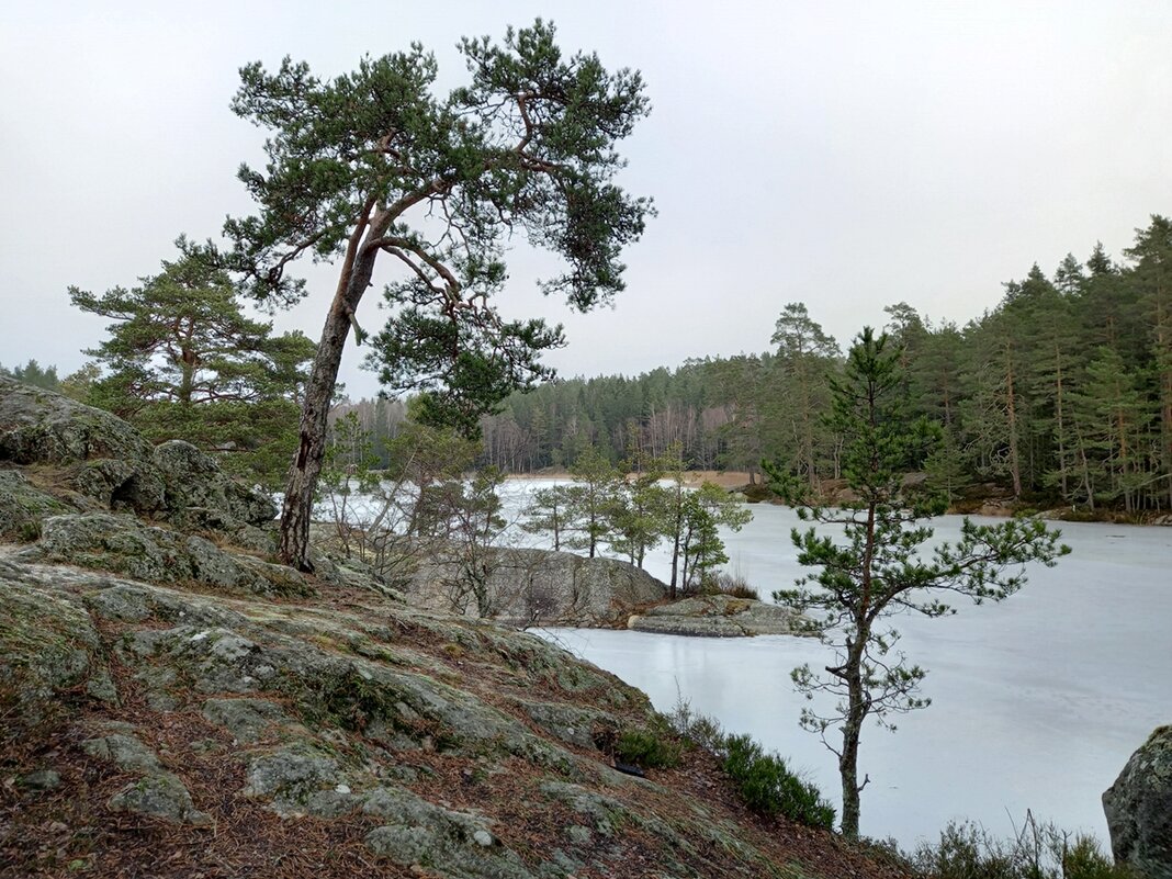 Сосны на скалах в Швеции - wea *