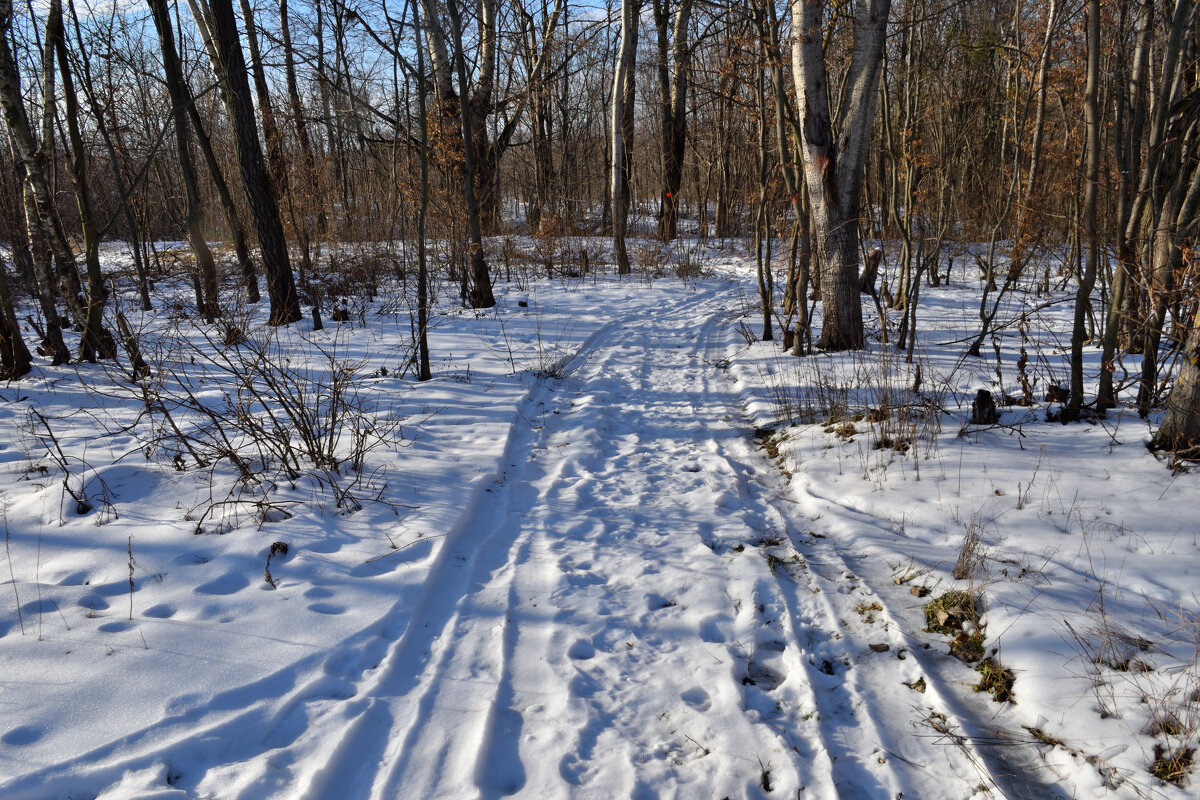 Зимняя дорога в лес - Gera 