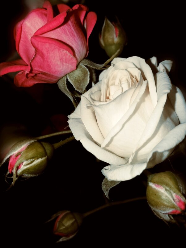 Розы из букета - Татьяна 