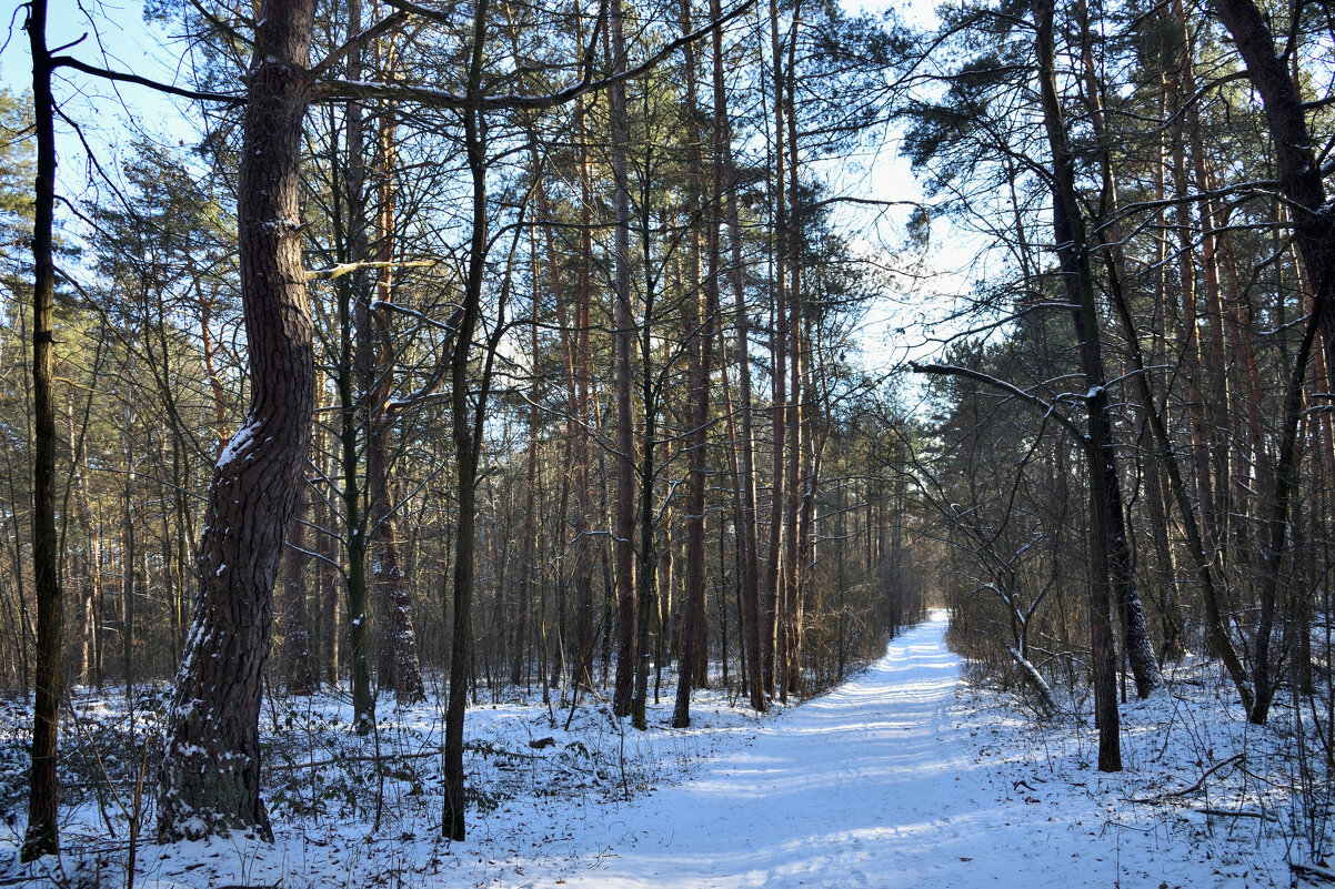 Зимний лес - Gera 
