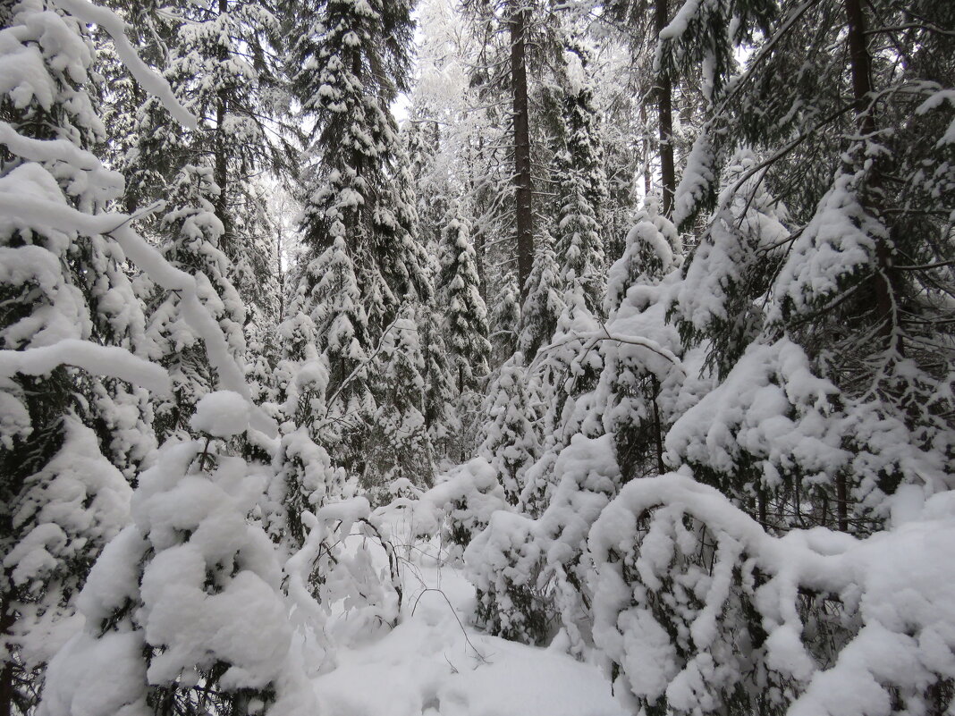 снежный лес - Галина 