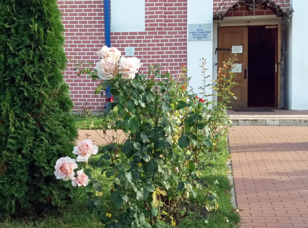 Розы у входа в церковь - Galina Solovova