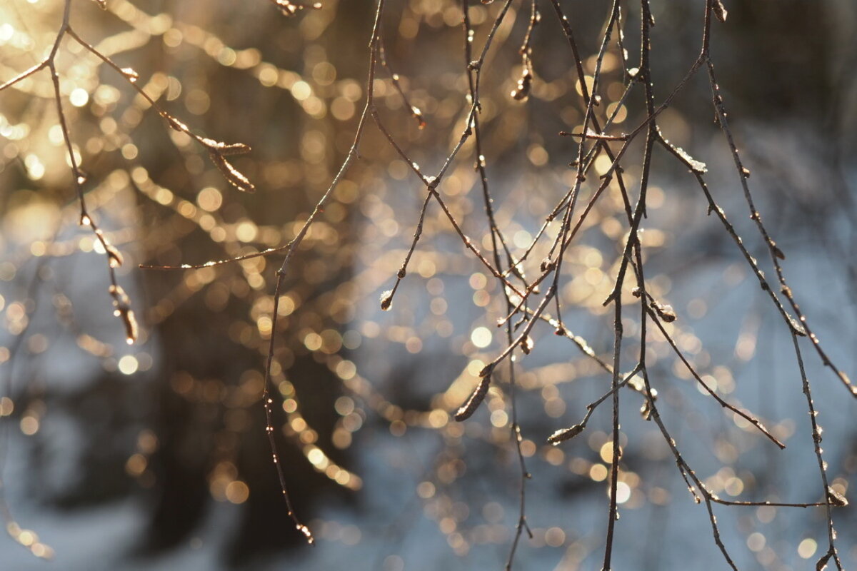 Солнечные блики Января - wea *
