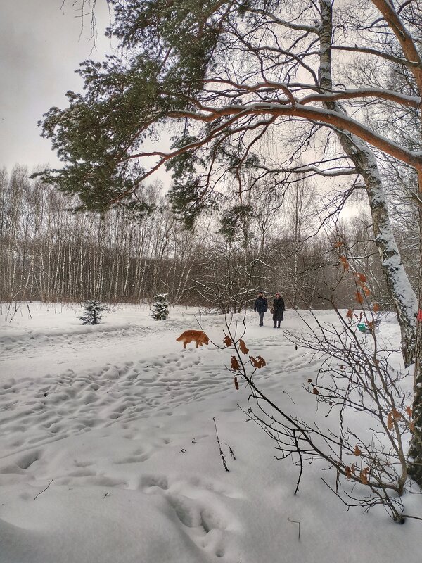 прогулка в зимнем лесу - Валентина. .