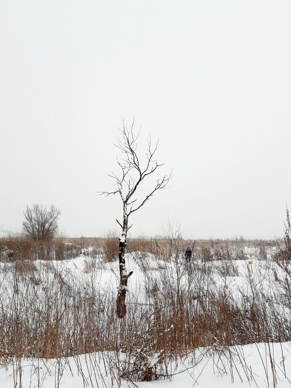Пейзаж с одиноким деревом - Екатерина К.