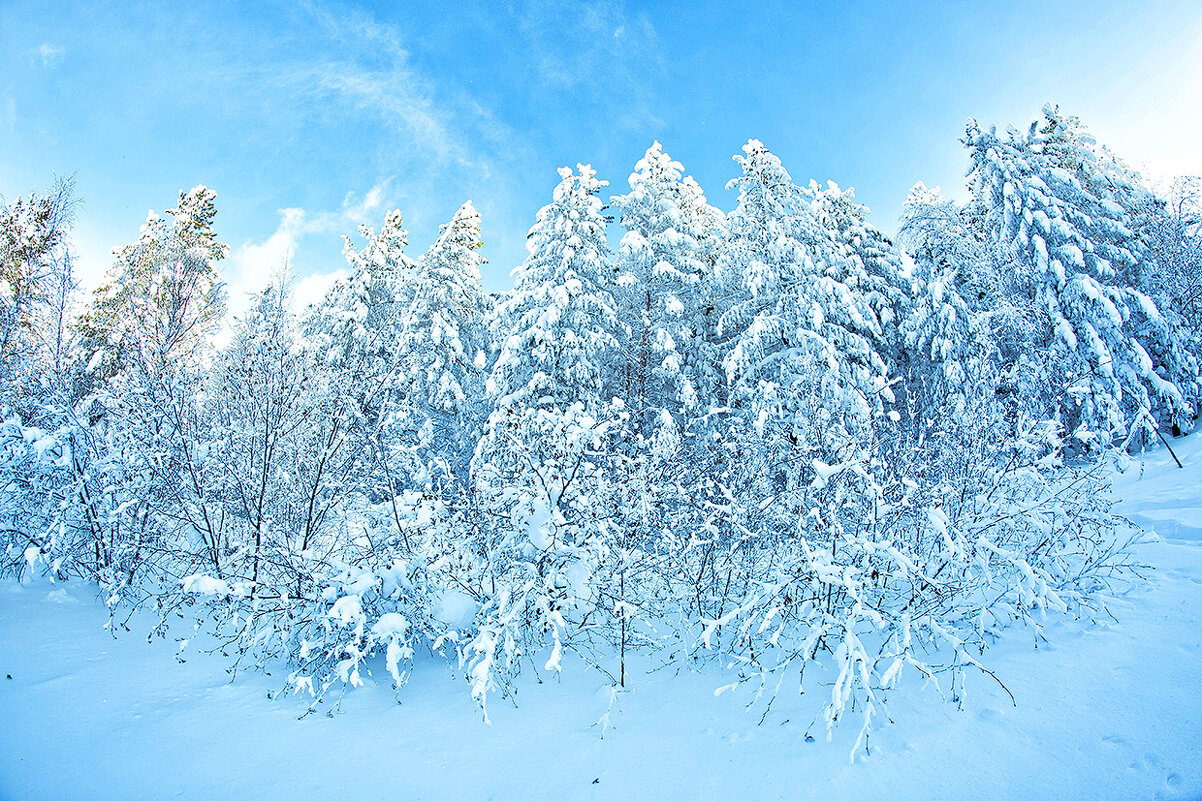 Зима красавица - Ольга 