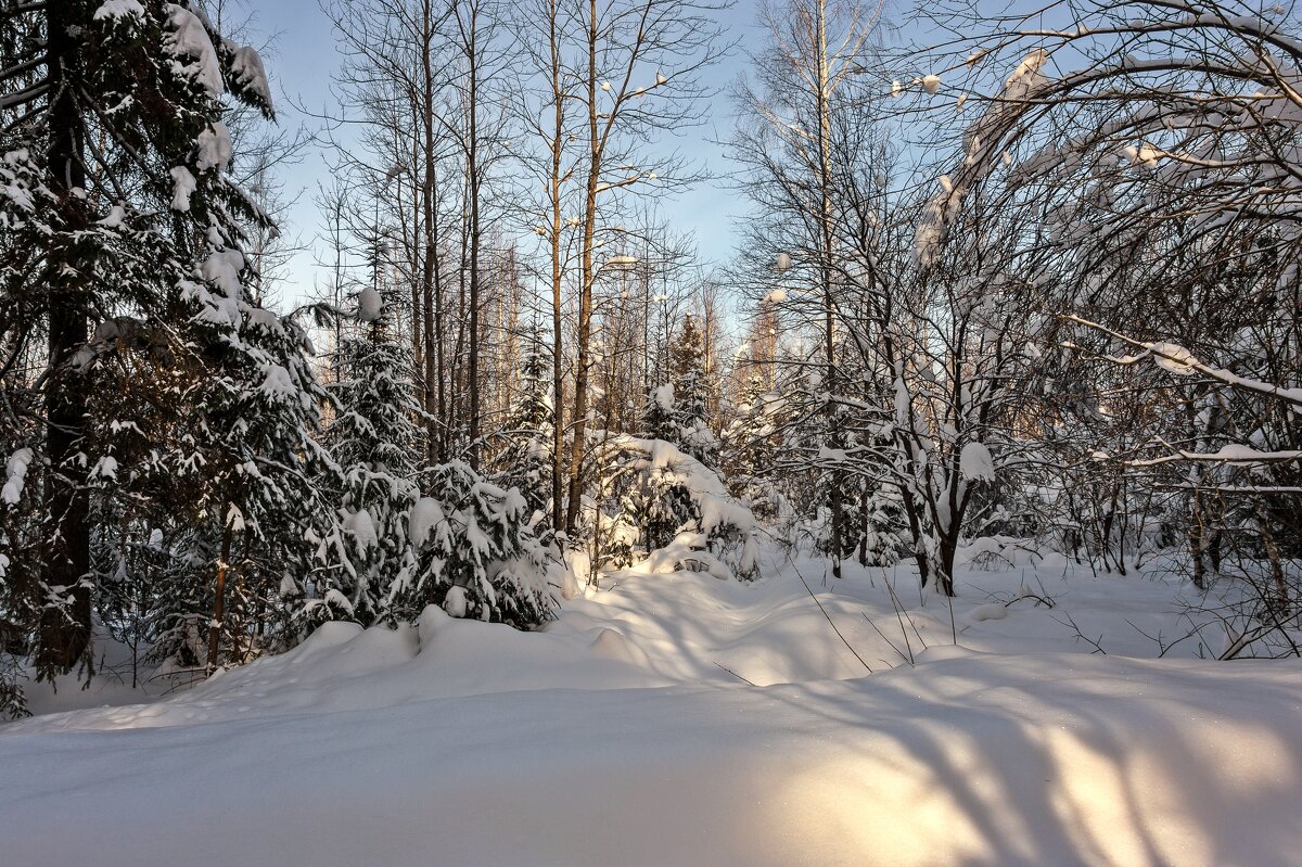 В зимнем лесу - Валерий Иванович