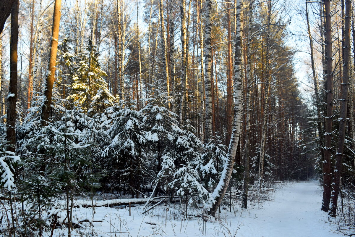 Зимой в лесу. - ВикТор Быстров