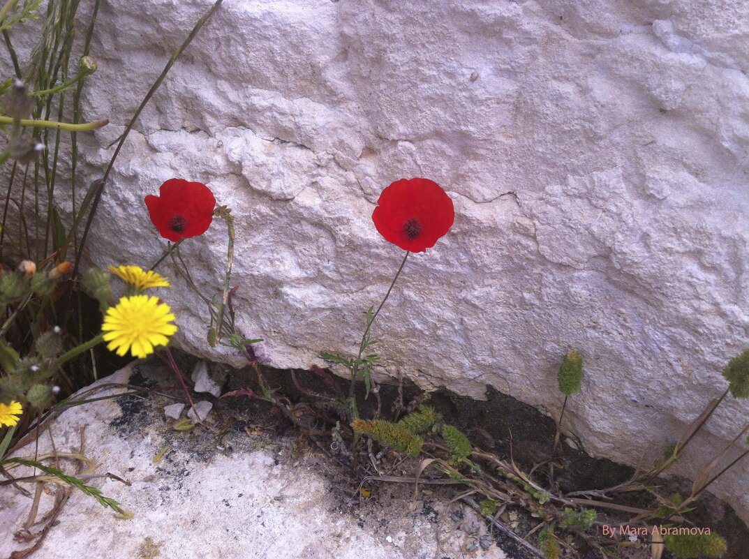 Цветы на каменном утесе. - Мара Абрамова