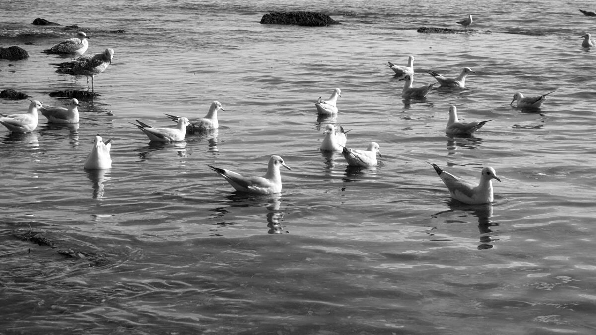 Чайки в море - wea *