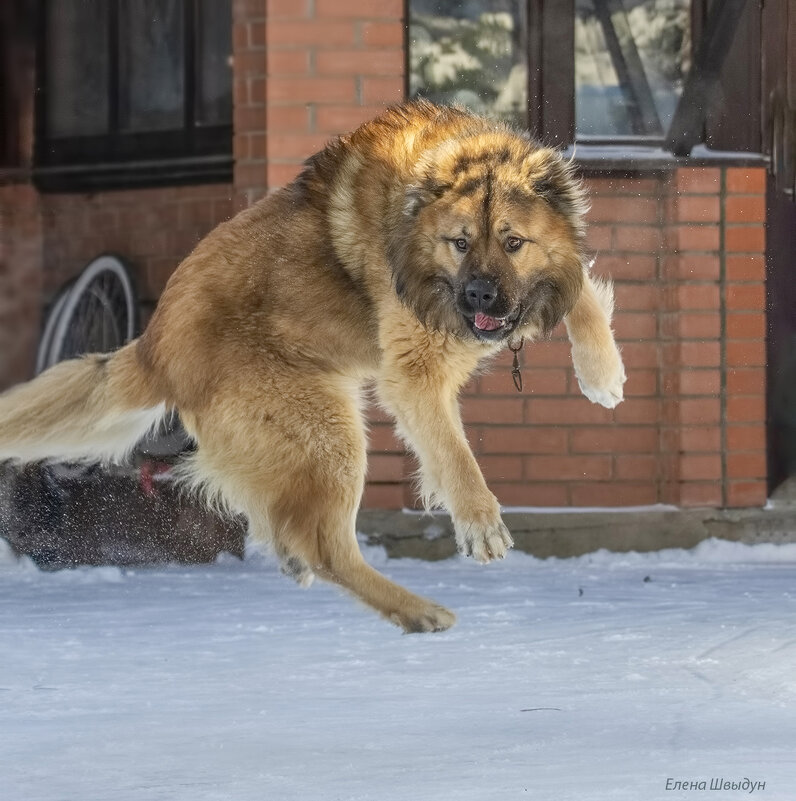 Летающая собака - Елена Швыдун