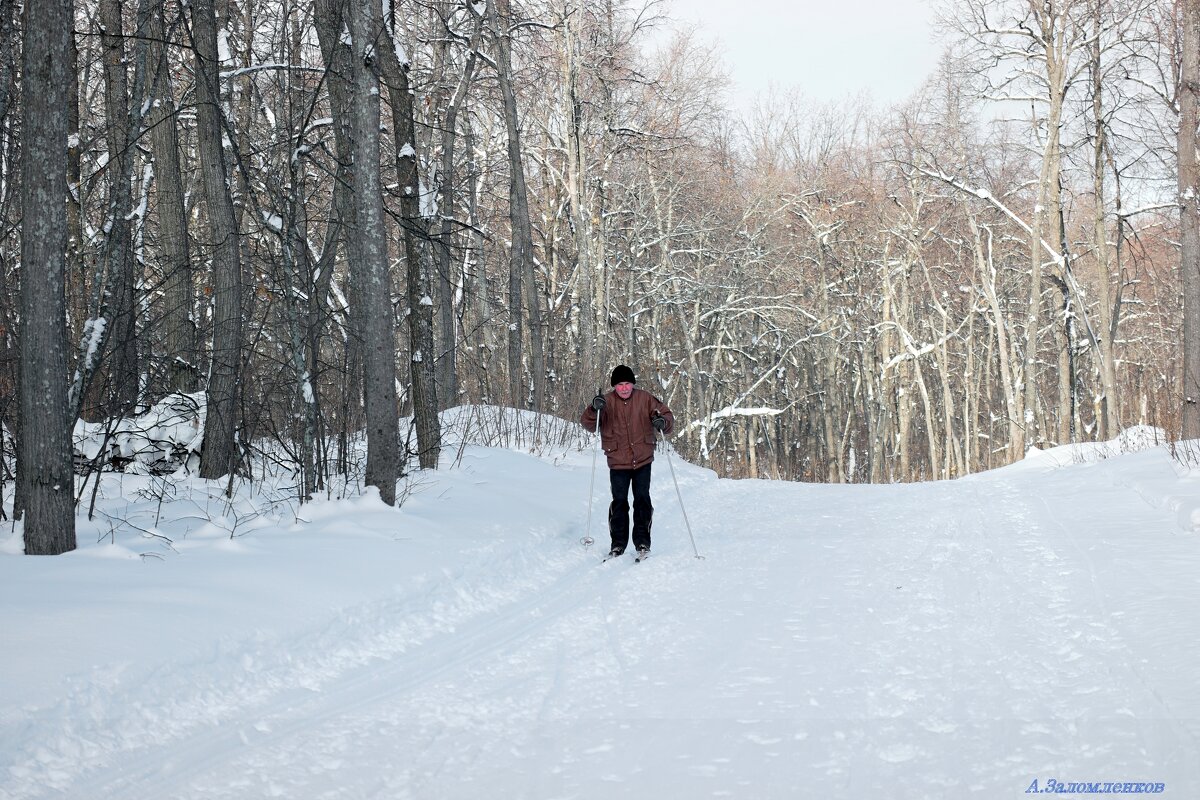 Про лыжные прогулки в январе... - Андрей Заломленков