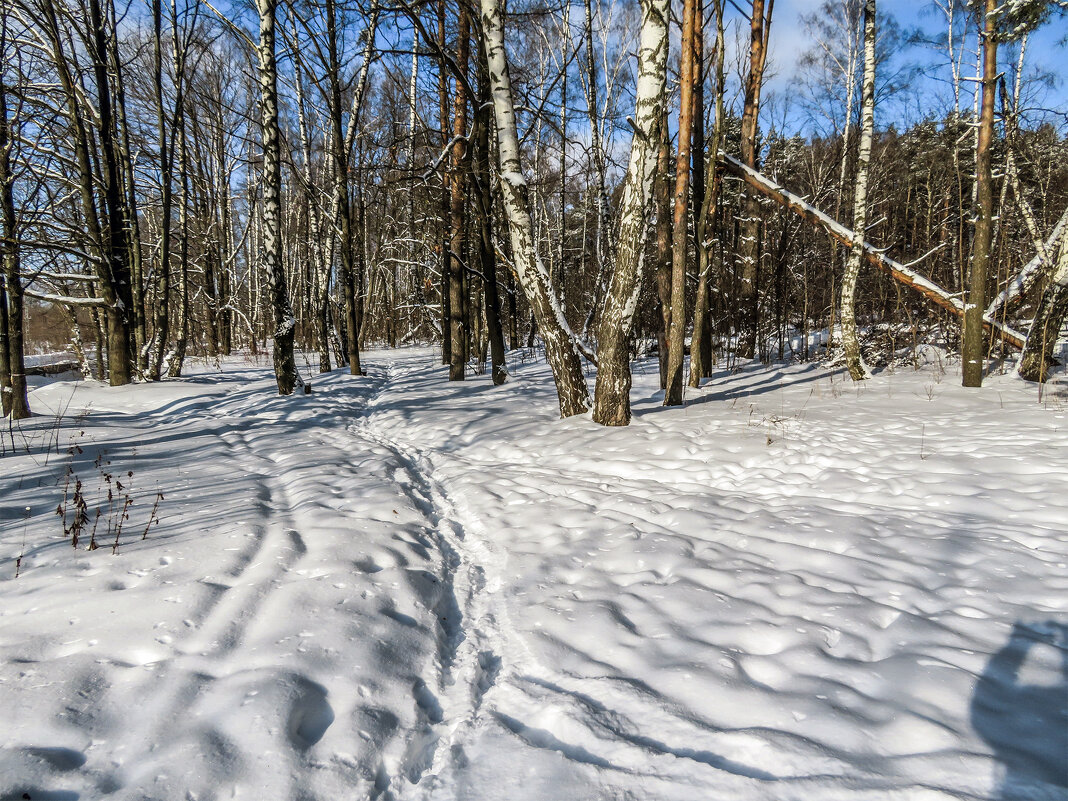 После снегопада 05-02-2021 Ромашковский лес.... - Юрий Яньков