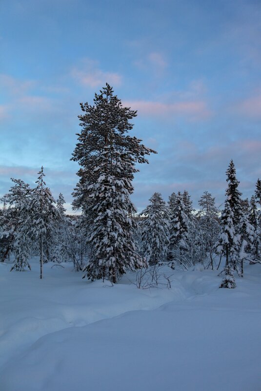 В зимнем лесу - Ольга 