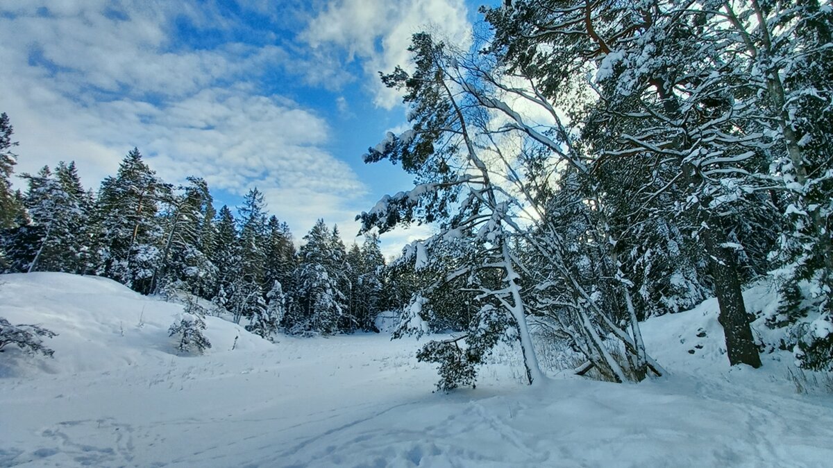 Прогулка в скандинавском лесу - wea *