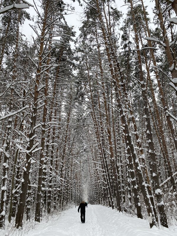 Прогулка в зимнем лесу - Алёна Алексаткина